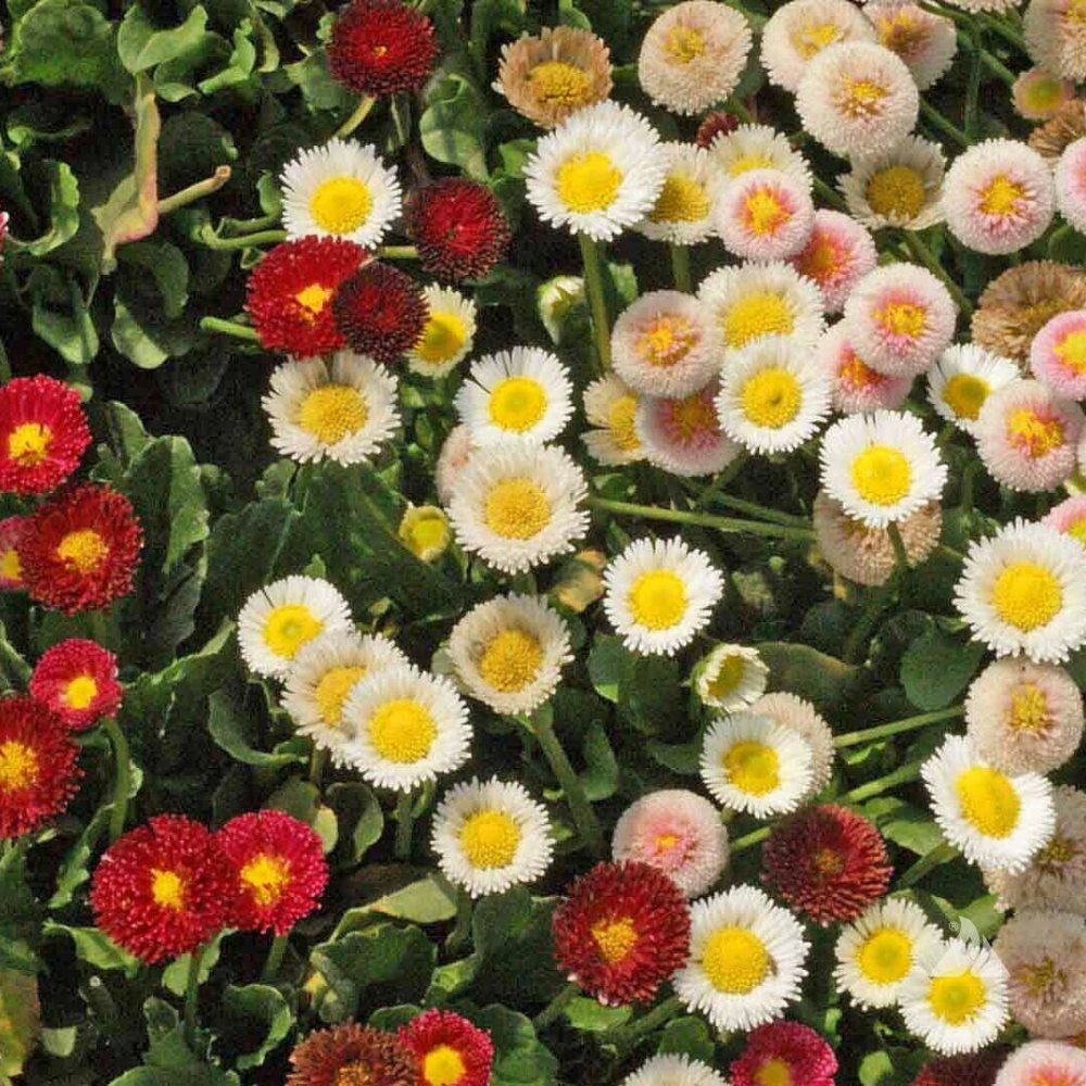 3000 English Daisy Wildflower Bellis Perennis Flowers Seeds | www.seedsplantworld.com