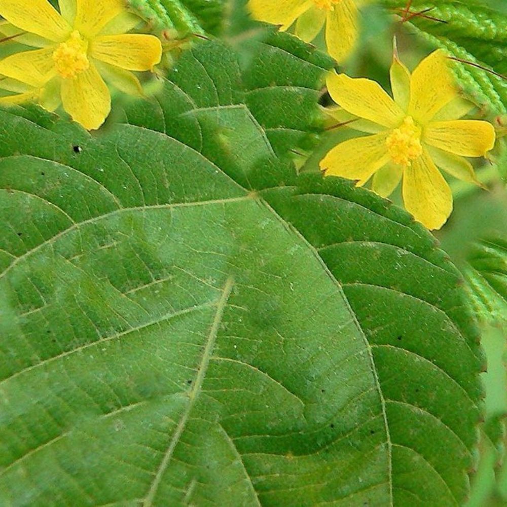 10 Corchorus Capsularis White Jute Yellow Flowers Seeds For Planting | www.seedsplantworld.com