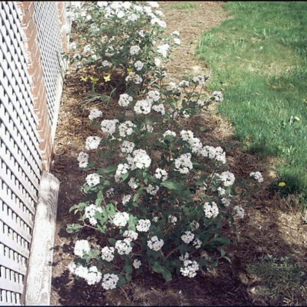 10 Viburnum Carlesii Compactum Koreanspice Fragrant Seeds For Planting | www.seedsplantworld.com