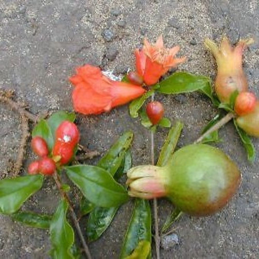 5 Punica Granatum Nana Dwarf Pomegranate Tree Seeds For Planting | www.seedsplantworld.com