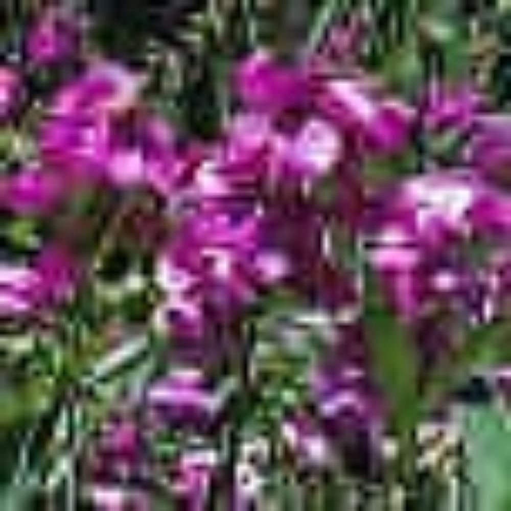 5 Lathyrus Latifolius Perennial Sweet Pea Seeds For Planting | www.seedsplantworld.com