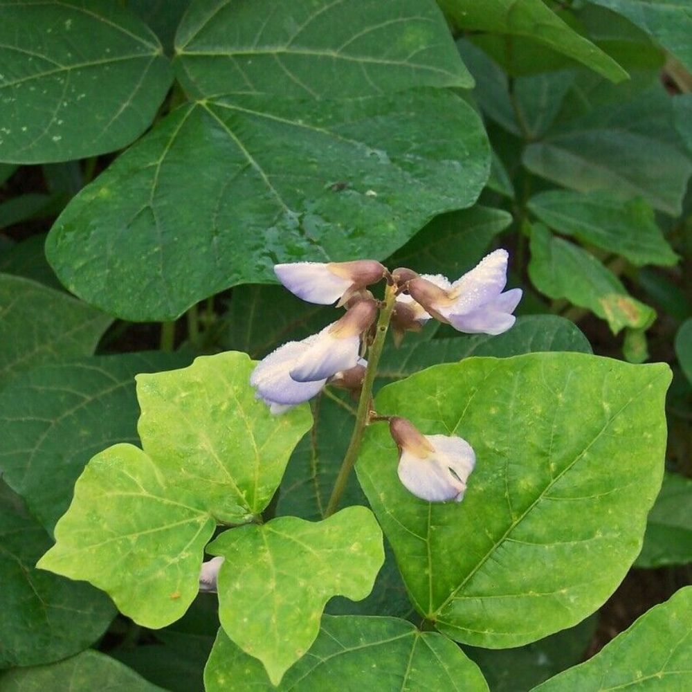 5 Pachyrhizus Erosus Jicama Seeds For Planting | www.seedsplantworld.com