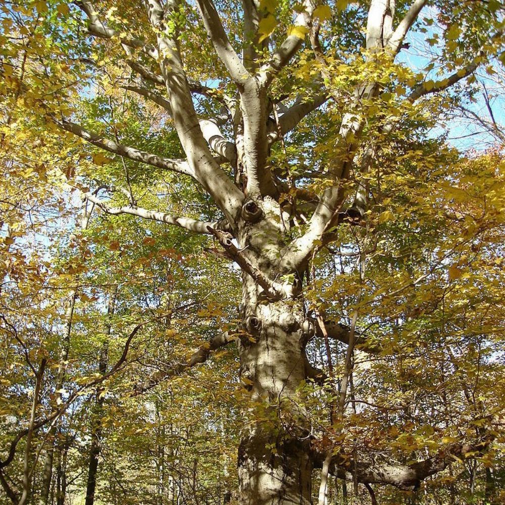 5 Fagus Grandifolia American Beech Tree Seeds For Planting | www.seedsplantworld.com