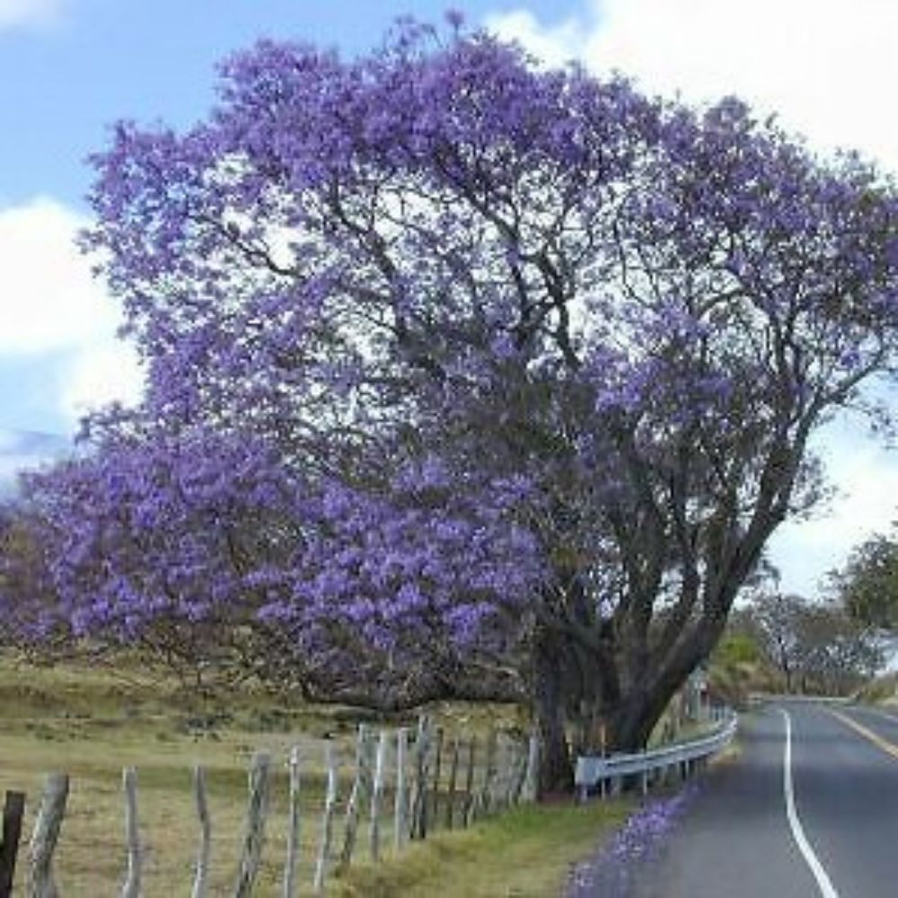 5 Jacaranda Mimosifolia Beautiful Tree Seeds For Planting | www.seedsplantworld.com