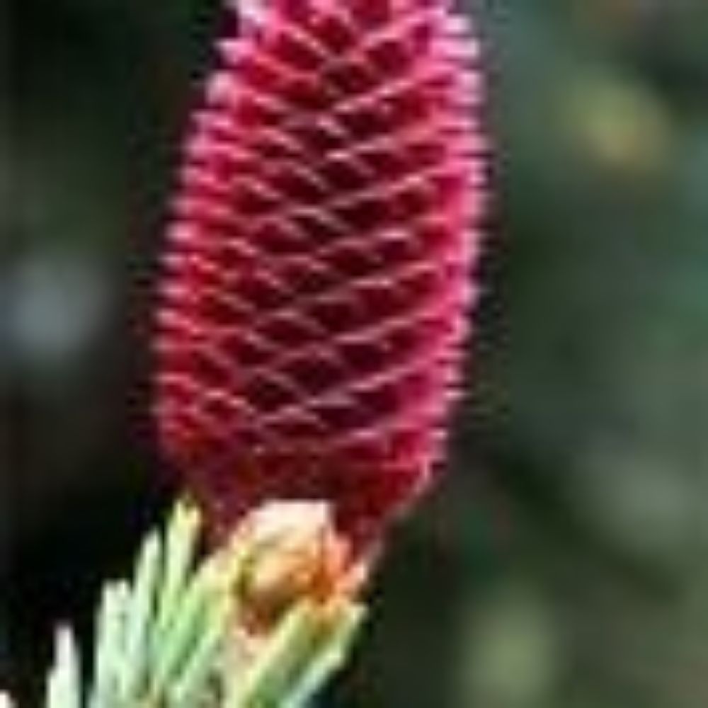 5 Picea Likiangensis Likiang Spruce Seeds For Planting | www.seedsplantworld.com