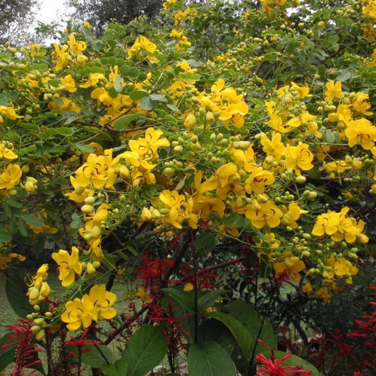 5 Cassia Bicapsularis Winter Cassia Yellow Flowers Seeds For Planting | www.seedsplantworld.com