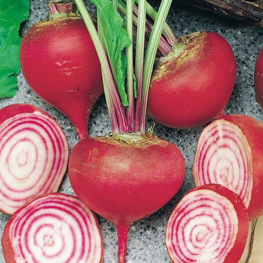 30 Chioggia Beet NON-GMO Candy Stripe Beet Bassano Bulls Eye Beet Vegetable Seeds | www.seedsplantworld.com