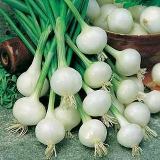 250 Crystal White Wax Onion NON-GMO Pearl Onion Pickling Vegetable Seeds | www.seedsplantworld.com