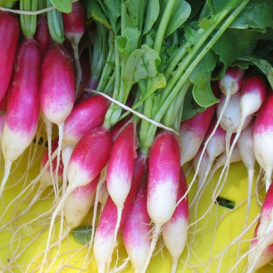 100 French Breakfast Radish NON-GMO Fast Harvest Vegetable Seeds | www.seedsplantworld.com