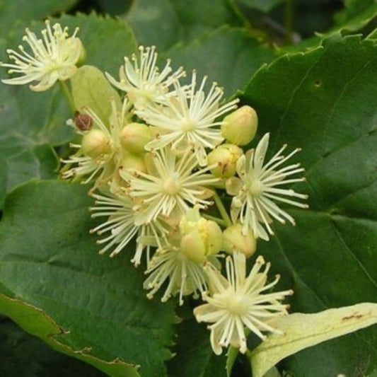 5 Tilia Amurensis Amur Linden Tree Seeds For Planting | www.seedsplantworld.com