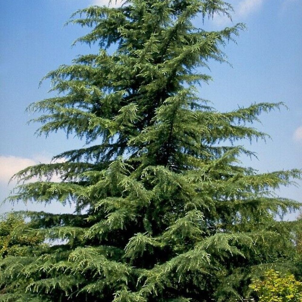 5 Cedrus Deodara Hardy Deodar Cedar Tree Seeds For Planting | www.seedsplantworld.com