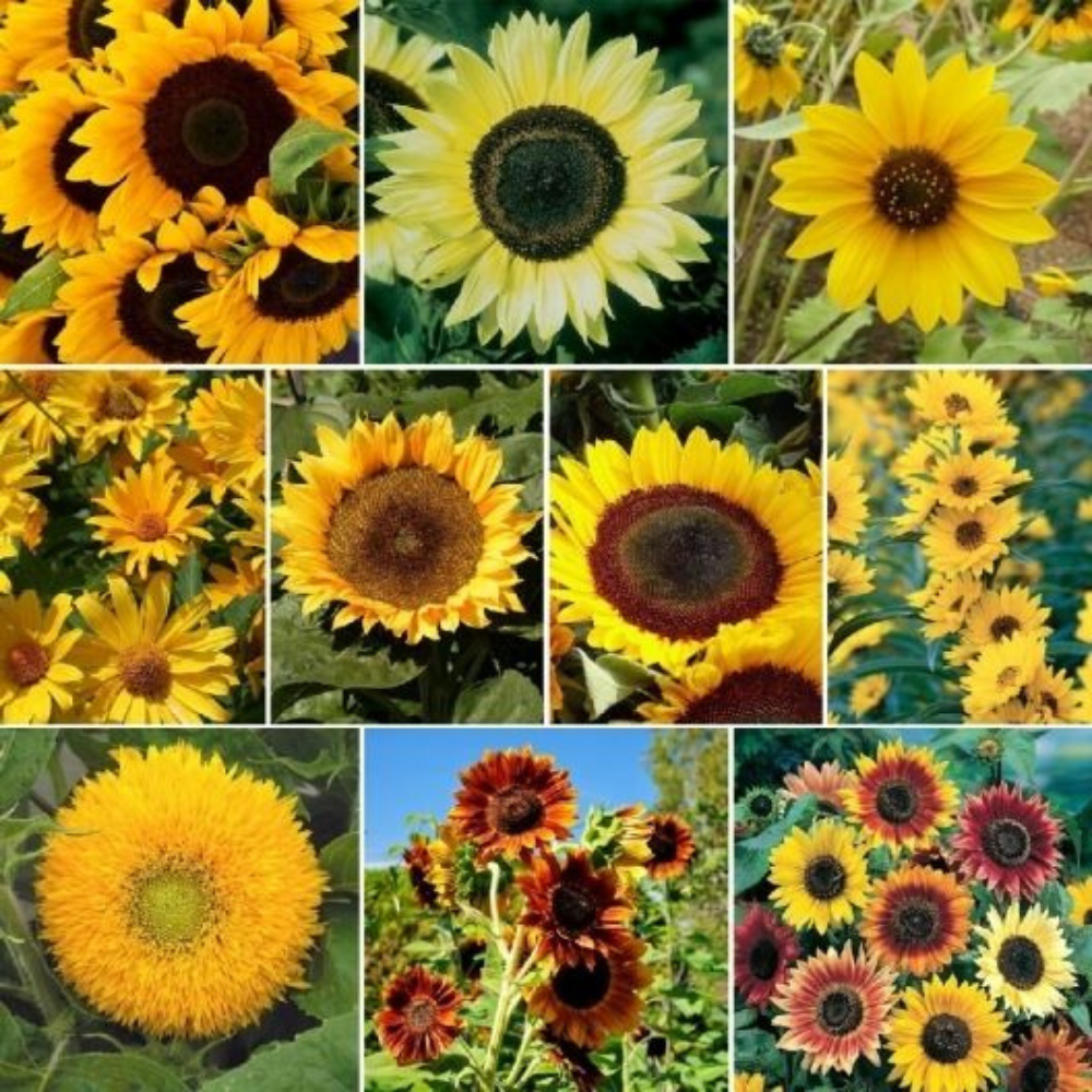 50 Beautiful Variety Sunflower Mix 7 Species Sunny Sunflowers Flowers Seeds | www.seedsplantworld.com