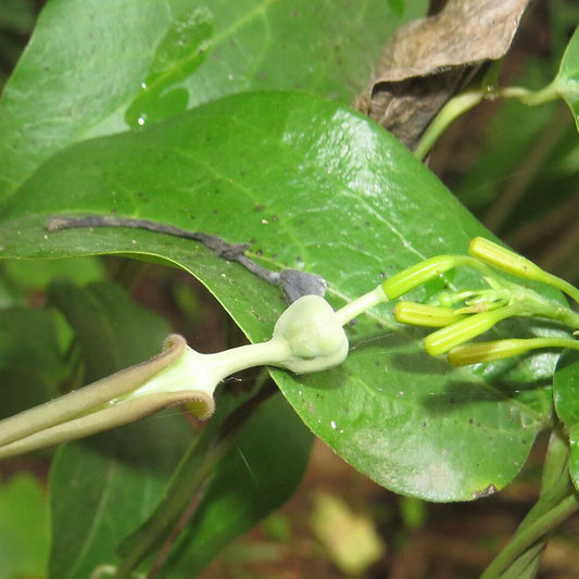 5 Aristolochia Indica Indian Birthwort Vine Exotic Seeds For Planting | www.seedsplantworld.com