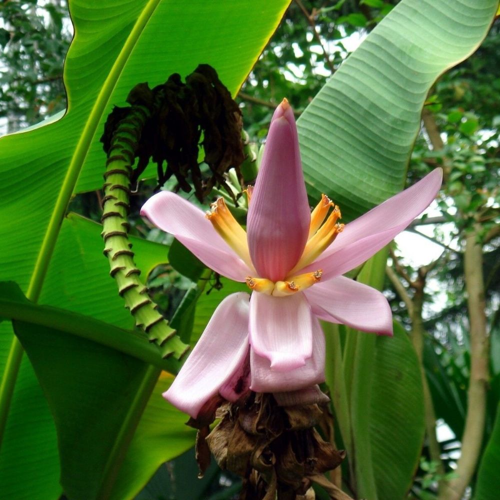 5 Musa Balbisiana Banana Seeds For Planting | www.seedsplantworld.com