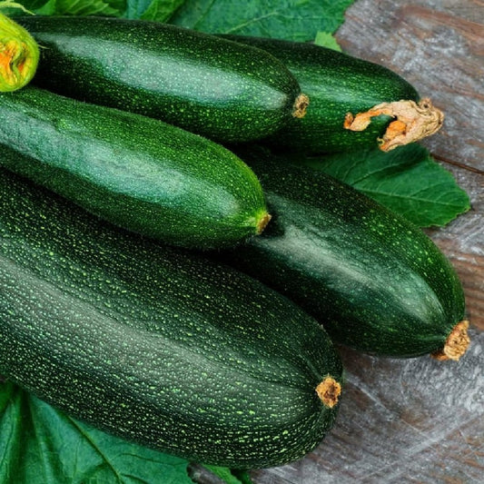 115 Dark Green Zucchini Summer Squash NON-GMO Vegetable Seeds | www.seedsplantworld.com