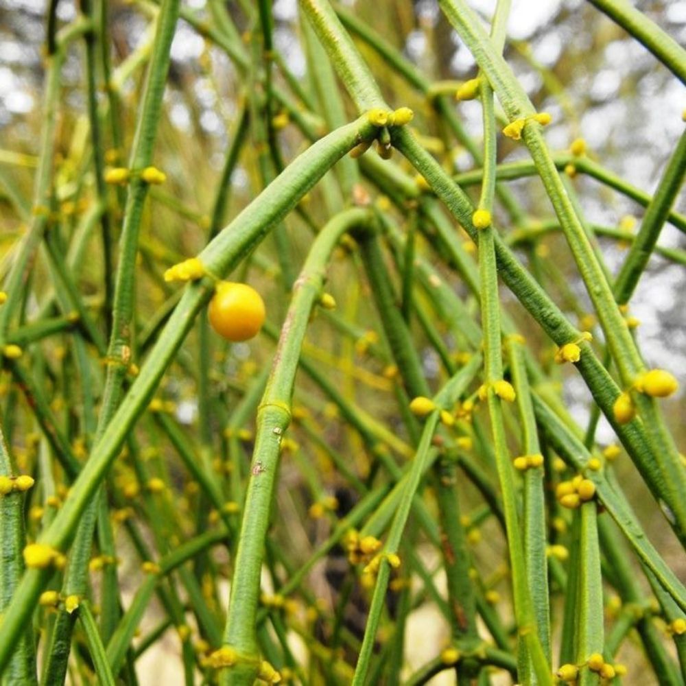 5 Viscum Articulatum Mistletoe Seeds For Planting | www.seedsplantworld.com