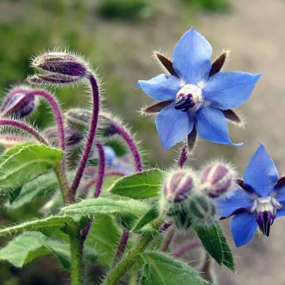 150 Borage Starflower Tailwort NON-GMO Herb Seeds | www.seedsplantworld.com