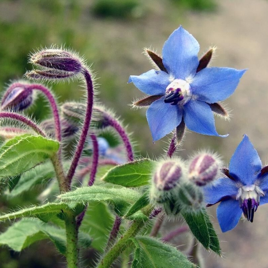 150 Borage Starflower Tailwort NON-GMO Herb Seeds | www.seedsplantworld.com