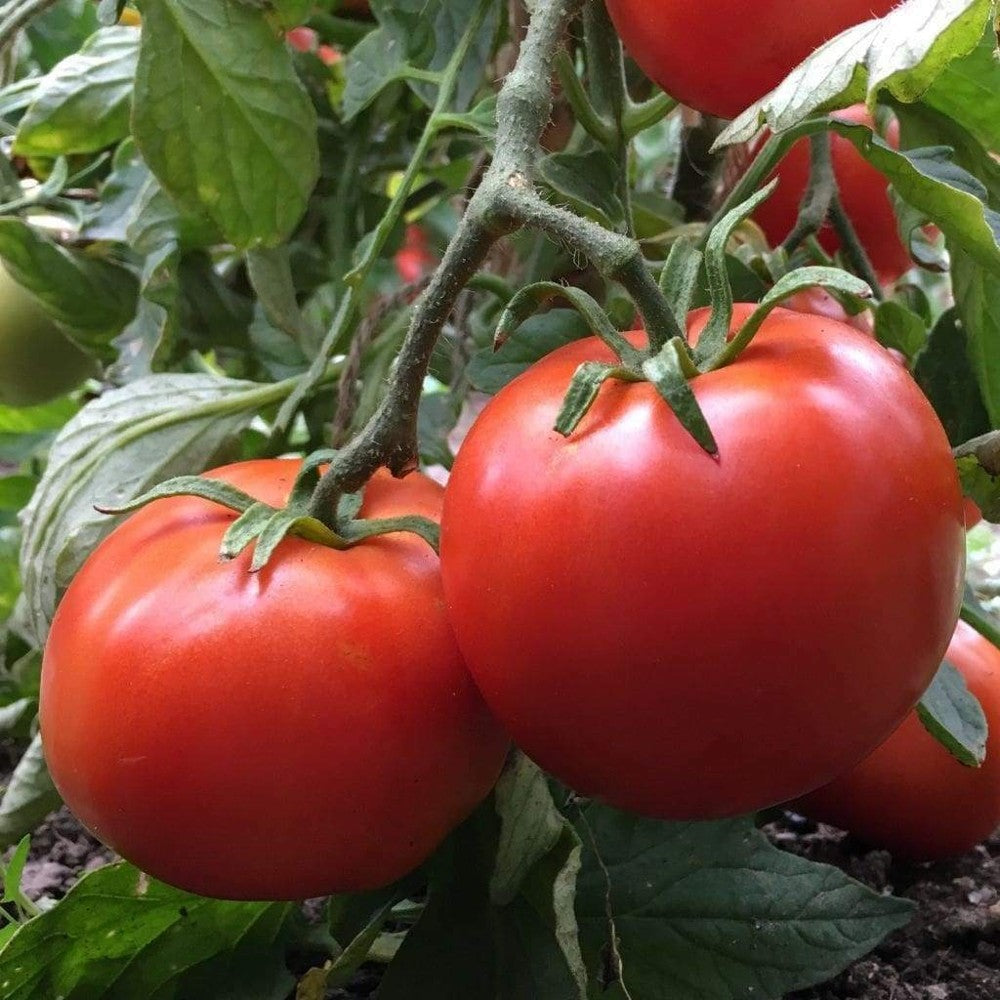 125 Manitoba Tomato Slicer Tomato Cool Climate NON-GMO Heirloom Vegetable Seeds | www.seedsplantworld.com