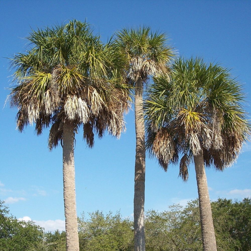 5 Sabal Palmetto Cold Hardy Cabbage Palmetto Seeds For Planting | www.seedsplantworld.com