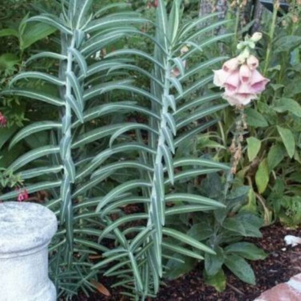 5 Euphorbia Lathyris Gopher Purge Perennial Seeds For Planting | www.seedsplantworld.com