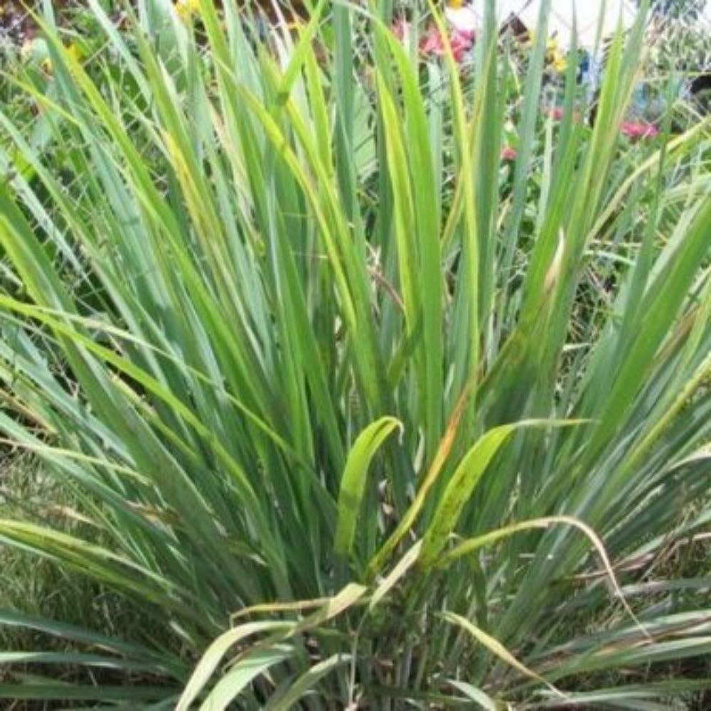 5 Cymbopogon Citratus Lemon Grass Seeds For Planting | www.seedsplantworld.com