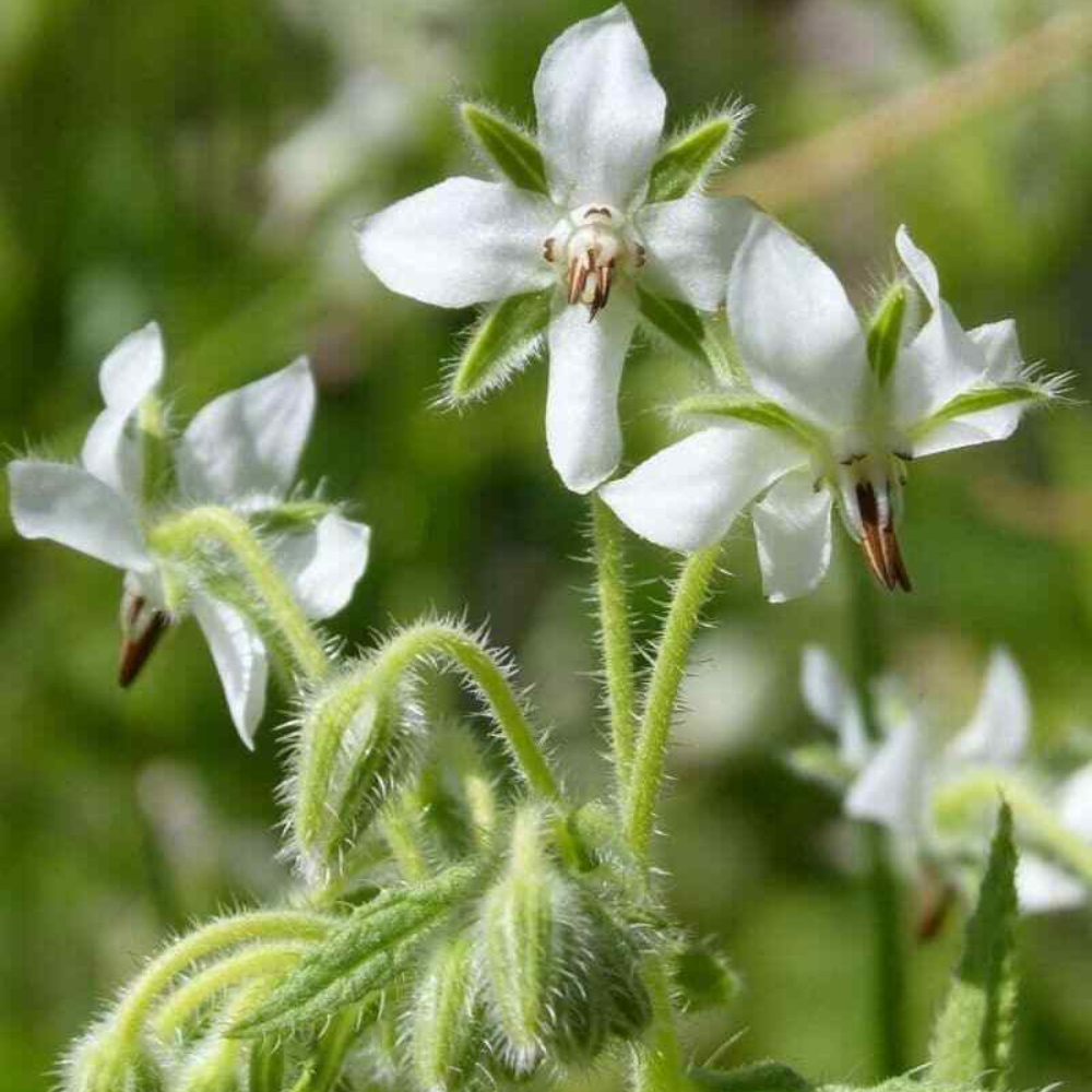 150 White Borage Bianca Starflower Tailwort NON-GMO Heirloom Herb Seeds | www.seedsplantworld.com