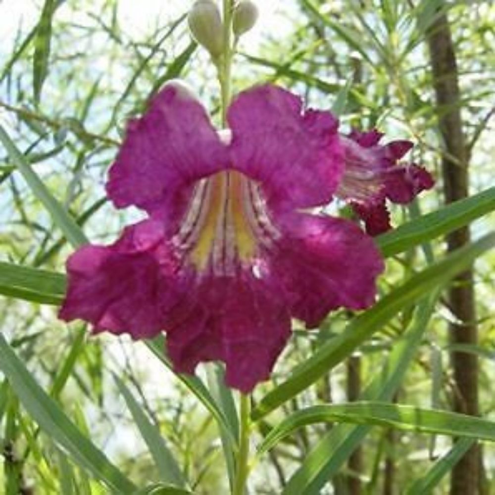 5 Chilopsis Linearis Desert Willow Hardy Exotic Seeds For Planting | www.seedsplantworld.com