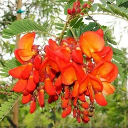 5 Sesbania Tripetii Scarlet Wisteria Red Seeds For Planting | www.seedsplantworld.com