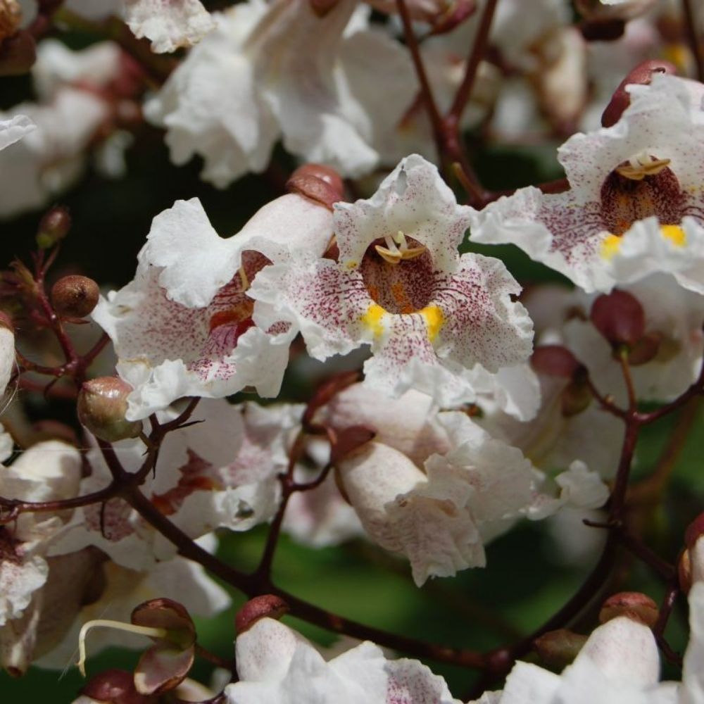 5 Catalpa X Erubescens Purpurea Purple Leaf Catalpa Tree Seeds For Planting | www.seedsplantworld.com