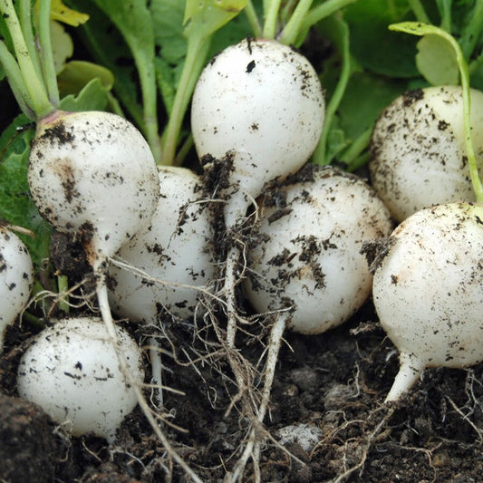 150 Hailstone White Globe Radish White Button NON-GMO Vegetable Seeds | www.seedsplantworld.com