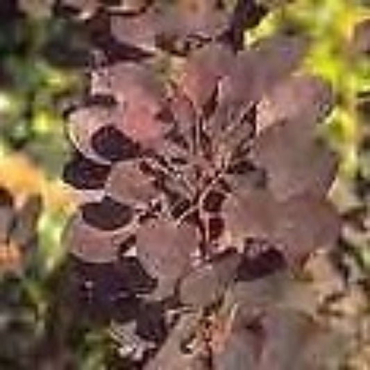 5 Cotinus Coggyria Atropurpurea Purple Smoketree Seeds For Planting | www.seedsplantworld.com