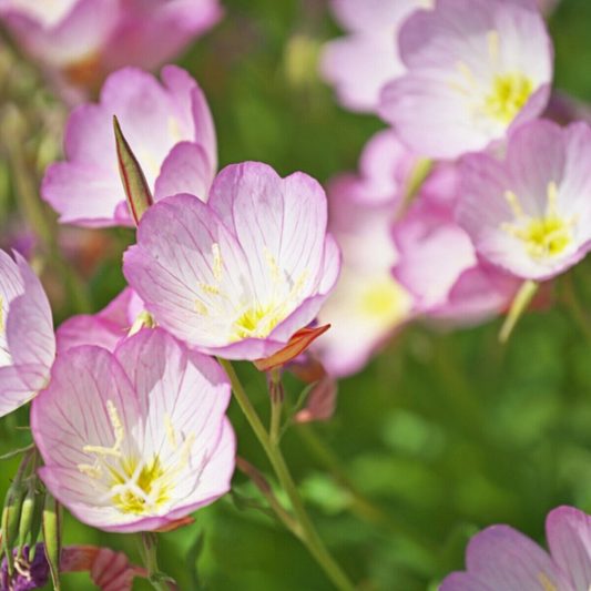 2000 Showy Evening Primrose Pink Ladies Amapola Mexican Primrose Flowers Seeds | www.seedsplantworld.com