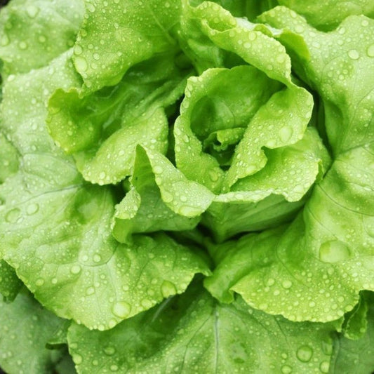 500 White Boston Butterhead Lettuce NON-GMO Improved Big Boston Vegetable Seeds | www.seedsplantworld.com