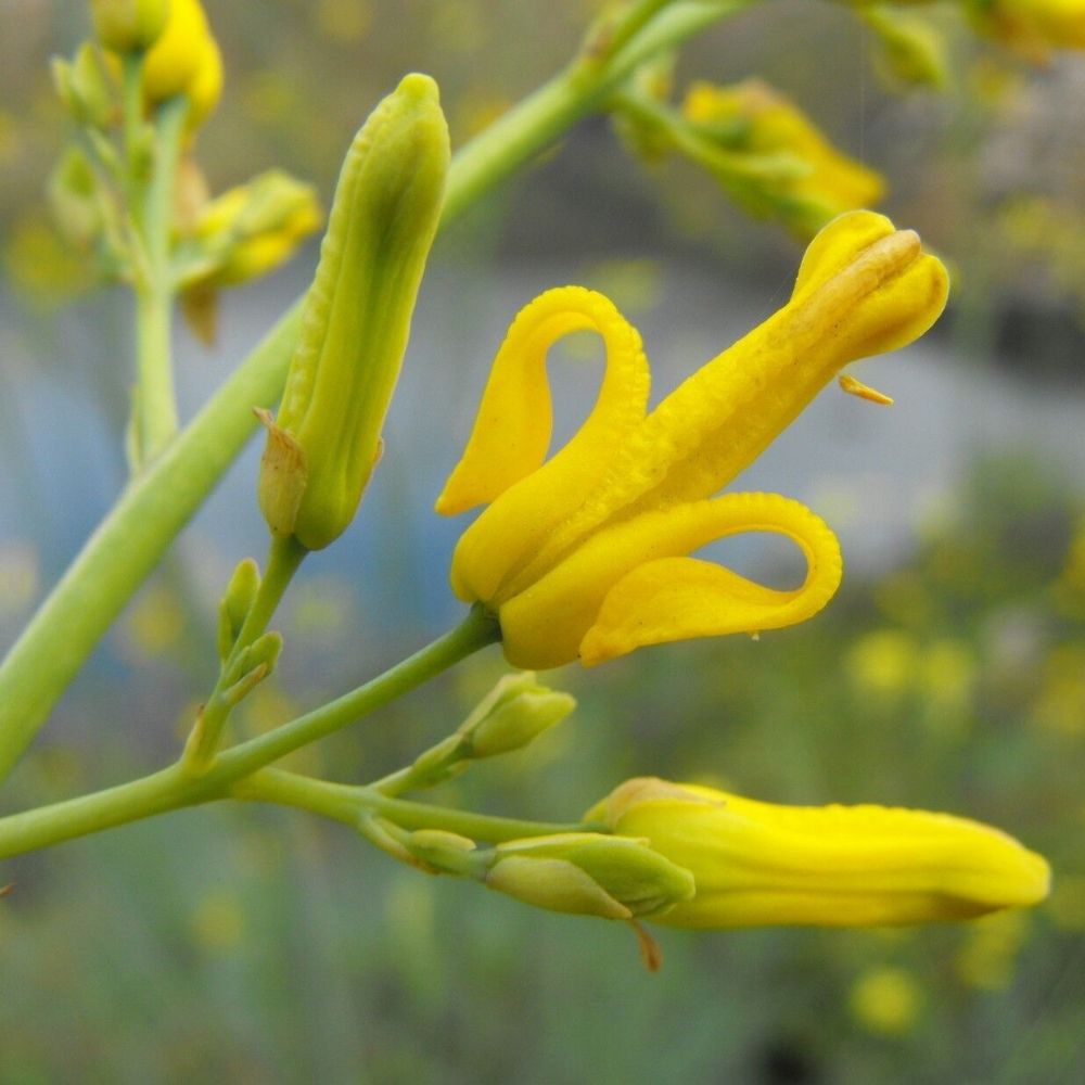 5 Dicentra Chrysantha Yellow Dicentra Seeds For Planting | www.seedsplantworld.com