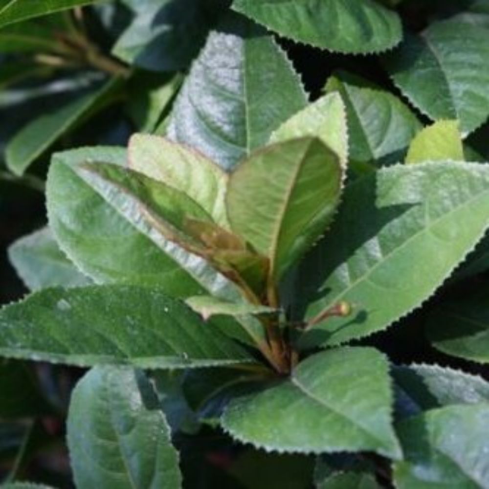 5 Ardisia Japonica Marlberry Shrub Seeds For Planting | www.seedsplantworld.com