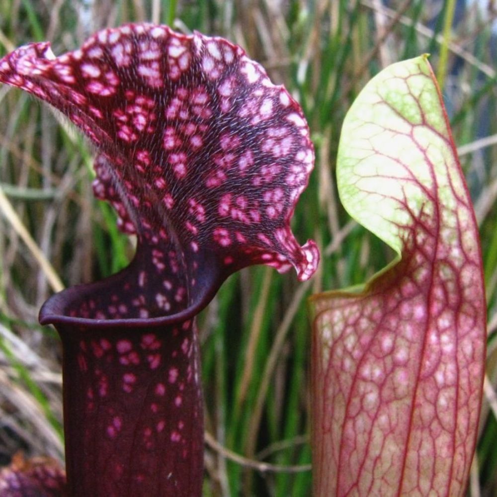 5 Sarracenia Judith Hindle Pitcher Plant Carnivorous Seeds For Planting | www.seedsplantworld.com