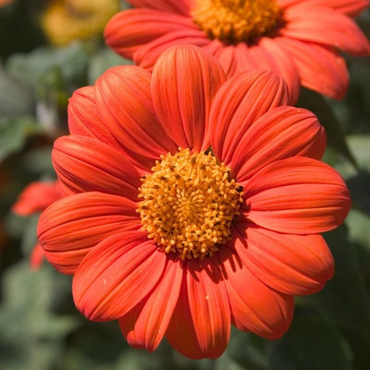 75 Mexican Sunflower Orange Tithonia Attract Butterflies Daisy-Like Bloom Flower Seeds | www.seedsplantworld.com