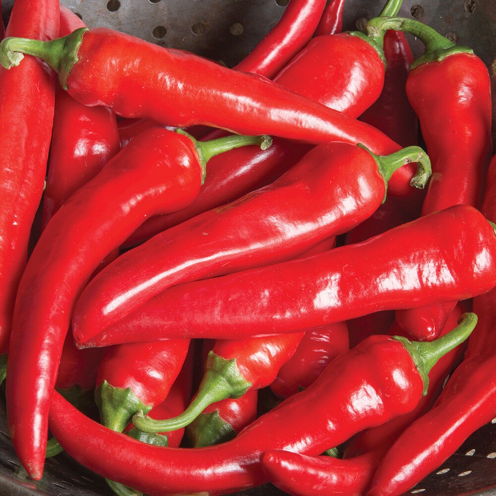 100 Cayenne Large Red Thick Pepper NON-GMO Vegetable Seeds | www.seedsplantworld.com