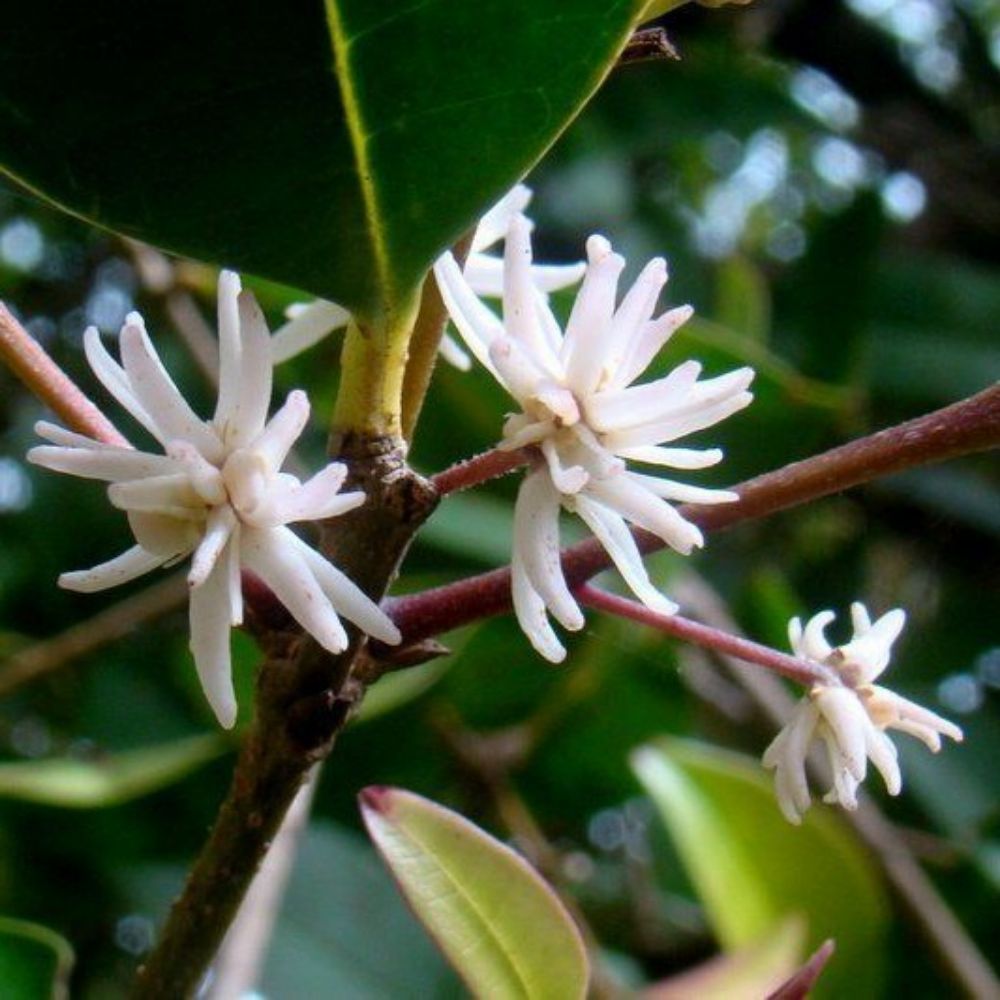 5 Chionanthus Mala Elengi Asian Fringe Tree Seeds For Planting | www.seedsplantworld.com