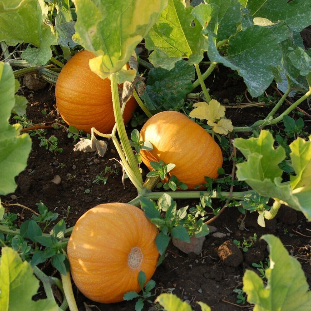 100 Small Sugar Pumpkin NON-GMO New England Pie Pumpkin Sugar Pie Vegetable Seeds | www.seedsplantworld.com