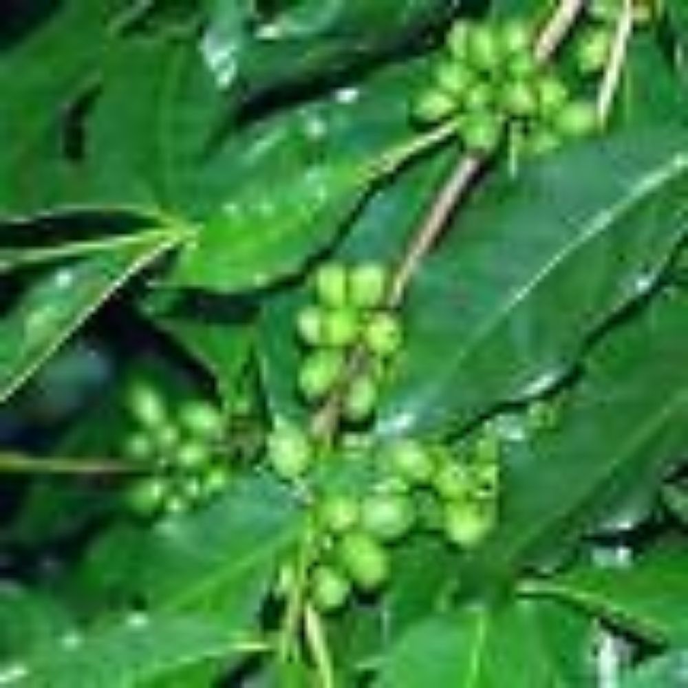 5 Coffee Arabica Coffee Tree Seeds For Planting | www.seedsplantworld.com