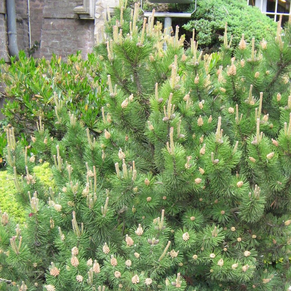 5 Pinus Mugo Mughus Mugo Pine Tree Seeds For Planting | www.seedsplantworld.com