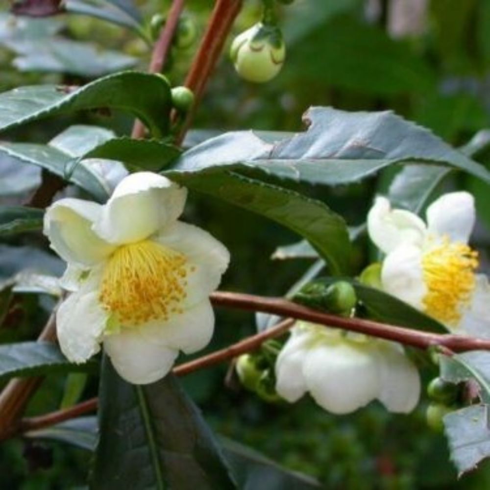 5 Camellia Sinensis Darjeeling Hardy Tea Camellia Seeds For Planting | www.seedsplantworld.com