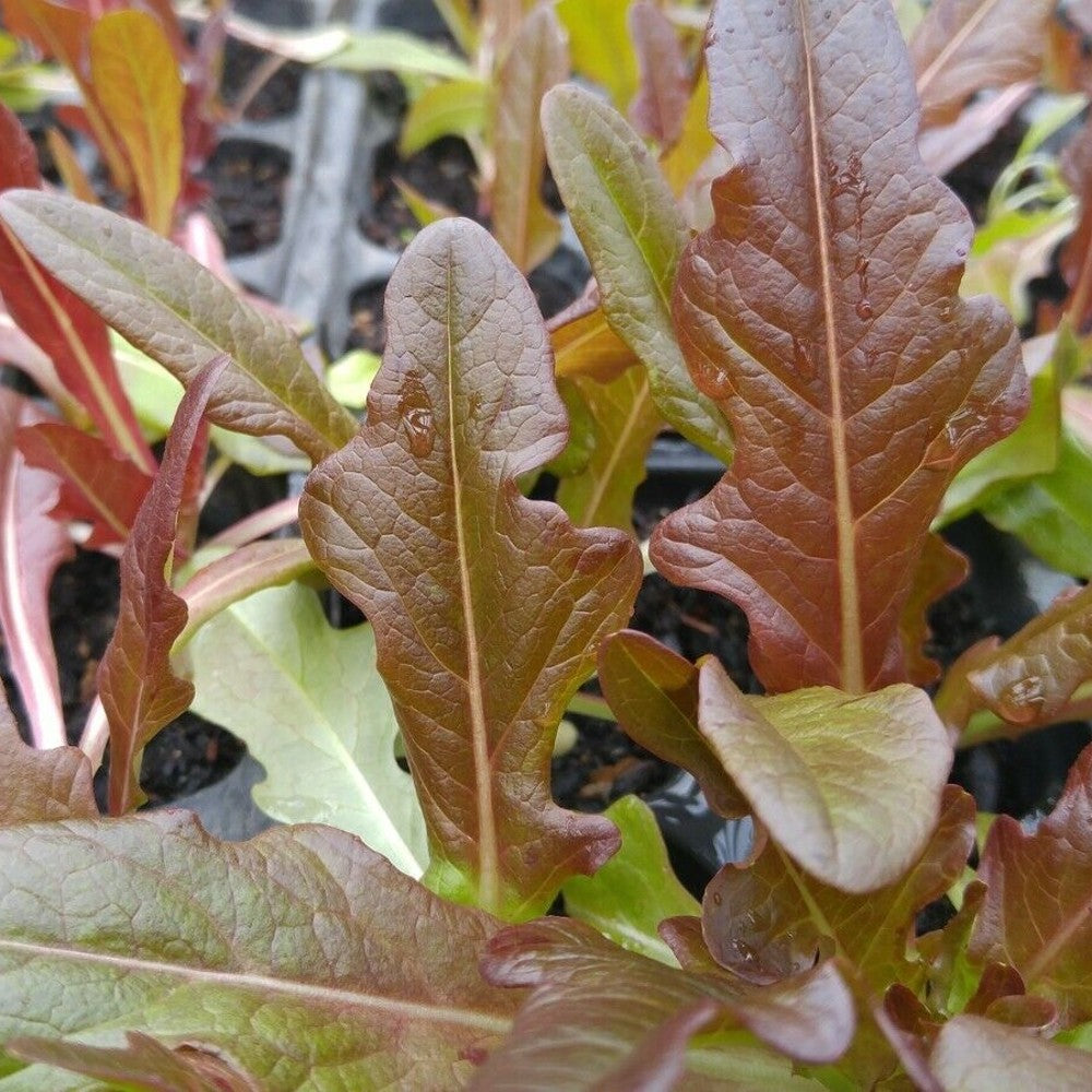 500 Cimmaron Cos Variety Romaine Lettuce NON-GMO Burgundy Red Vegetable Seeds | www.seedsplantworld.com