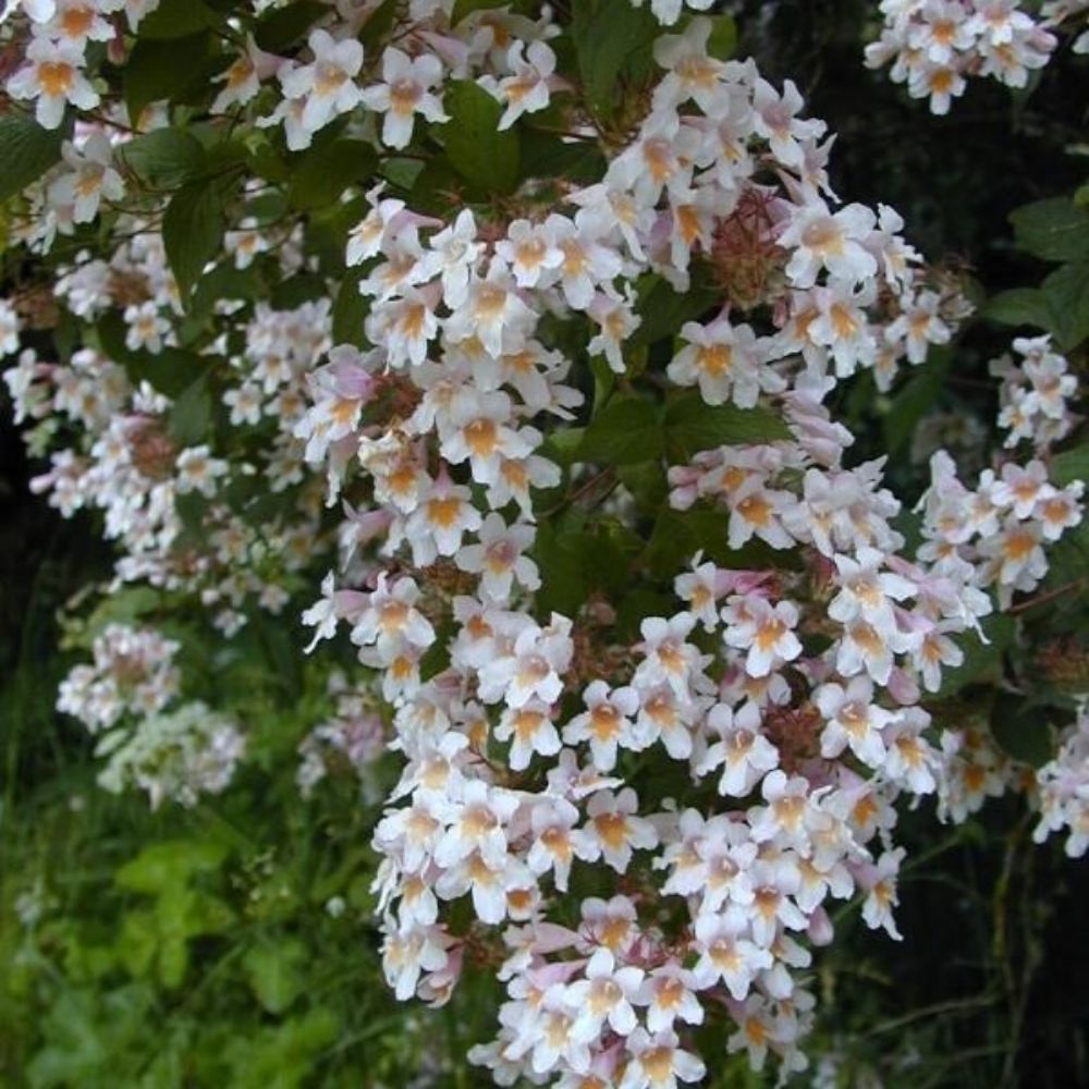 5 Kolkwitzia Amabilis Beautyberry Bush Seeds For Planting | www.seedsplantworld.com