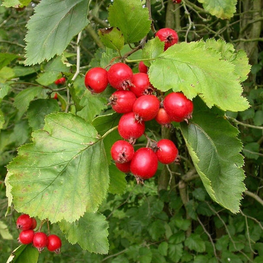 10 Crataegus Crus Galli Cockspur Hawthorn Tree Seeds For Planting | www.seedsplantworld.com