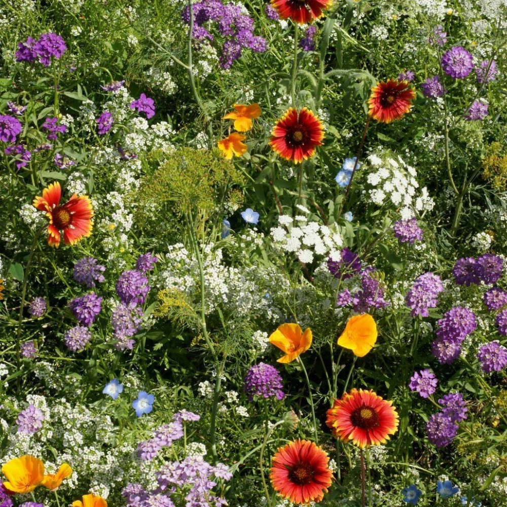 1 OZ Deer Resistant Wildflower Mix 13 Species Flowers Seeds | www.seedsplantworld.com