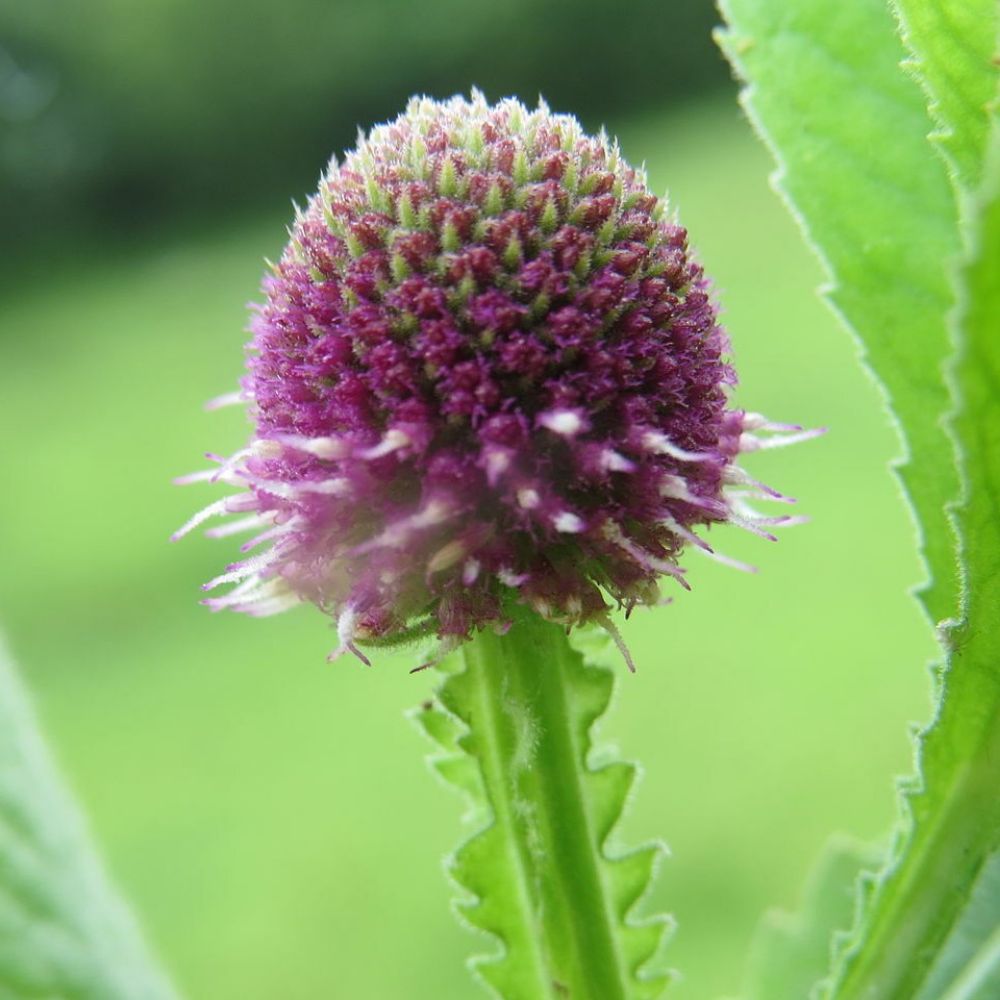 5 Sphaeranthus Indicus East Indian Globe Thistle Seeds For Planting | www.seedsplantworld.com