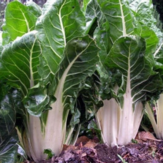 35 Lucullus Swiss Chard NON-GMO Salad Greens Goosefoot Vegetable Seeds | www.seedsplantworld.com